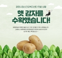 햇 감자를 수확했습니다~